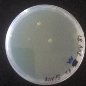 Meet your Posher, Habib